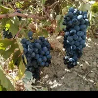 باغ انگور .انگوربسیار خوشمزه و زیبا