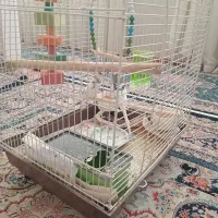 مرغ عشق  جفت مشتی|پرنده|اسلام‌شهر, مطهری|دیوار