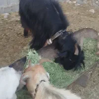 فروش بز مودار سر تیپ دار داشتی