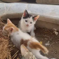 واگذاری رایگان بچه گربه زیر نظر انجمن