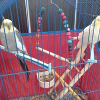 عروس هلندی یک جفت نرو ماده