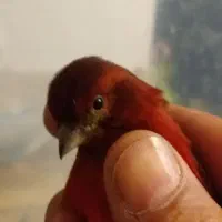 فروش یک جفت قناری سرخ اتیشی