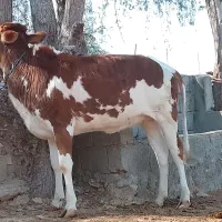 گوساله ماده مناسب داشت و گوشتی