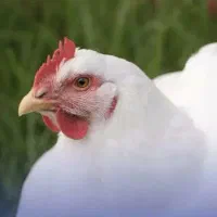 استخدام کارگر مرغداری با سابقه فعالیت