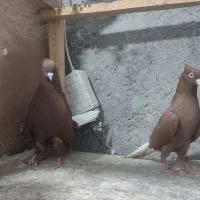 کبوتر