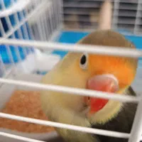 طوطی برزیلی گم شده