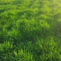 زمین در سیلاخور