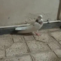 کفترطوقی|پرنده|قم, بلوار امین و ساحلی|دیوار