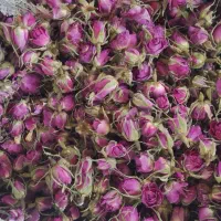 غنچه گل محمدی رابر اسکر