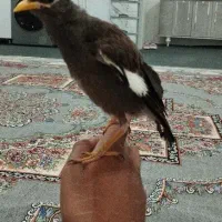 جوجه مینا