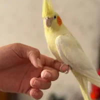 عروس هلندی|پرنده|رودهن, |دیوار