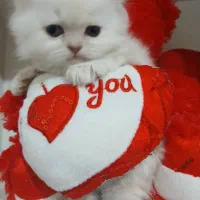 پرشین بریتیش زیبا|گربه|ساری, |دیوار