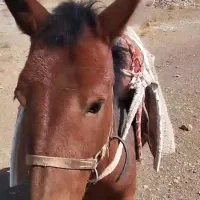 قاطر و الاغ|حیوانات مزرعه|شاهرود, |دیوار