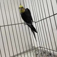 عروس هلندی نر