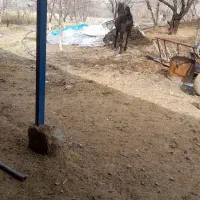 اسب|اسب و تجهیزات اسب‌سواری|سنندج, |دیوار