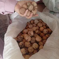 گردوی درجه یک