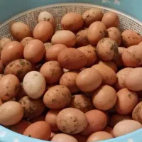 تخم مرغ محلی گلپایگانی نطفه دار درشت