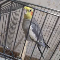 عروس هلندی نر