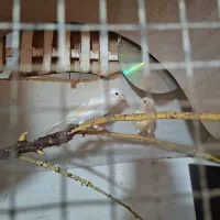 یک جفت قناری  نر آلبینو سفید ماده مزائیکی