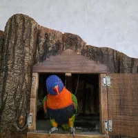 فروش پرنده