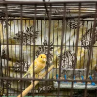 قناری نر|پرنده|اسلامشهر, شهرک احمدیه|دیوار