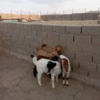 بزغاله دورگ عروسک