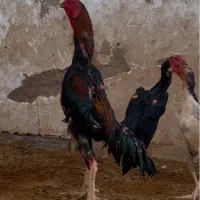 جوجه اوشامو المانی