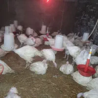 فروش بوقلمون گوشتی