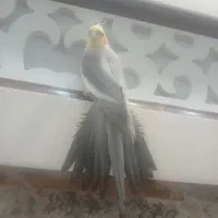 عروس هلندی