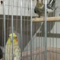 ۲تاعروس هلندی نروماده به همراه تخم