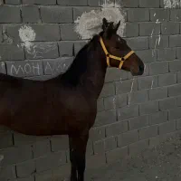 کره اسب نریان ۱۷ماهه|اسب و تجهیزات اسب‌سواری|تهران, خاوران|دیوار