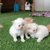 فروش گربه|گربه|بوکان, |دیوار