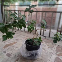 گل شاه پسند