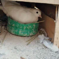 کفتر دم سیاه پرشی|پرنده|قرچک, میرزائی شمالی|دیوار