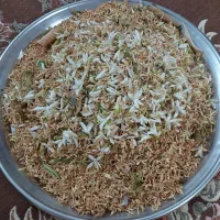 بهار نارنج امسال عالی