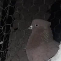 پرنده ضمانتی