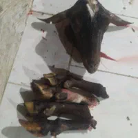 کله پاچه