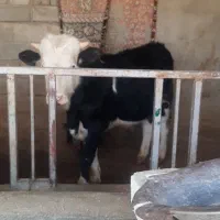 گوساله نر سیمینتال