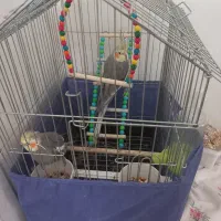 فروش یک جفت عروس هلندی نر