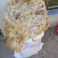 پشم گوسفند