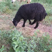بره‌ماده‌