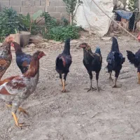 مرغ لاری|حیوانات مزرعه|علیآباد کتول, |دیوار