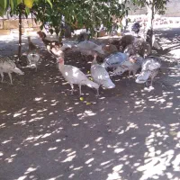 بوقلمون سالم و سرحال|حیوانات مزرعه|دشت ذهاب, |دیوار