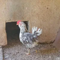 خروس گلین
