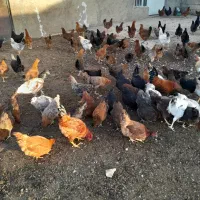 مرغ فریک تخم گذارخروس