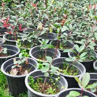 پیتسپروم،فوتونیا،یاس هلندی،لاوسون|گل و گیاه طبیعی|کلاچای, |دیوار