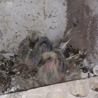 جوجه