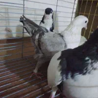 پرنده