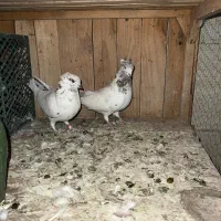 1جفت کفتر نروماده پرشی جفت خورن