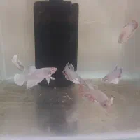 ماهی آکواریوم فایتر